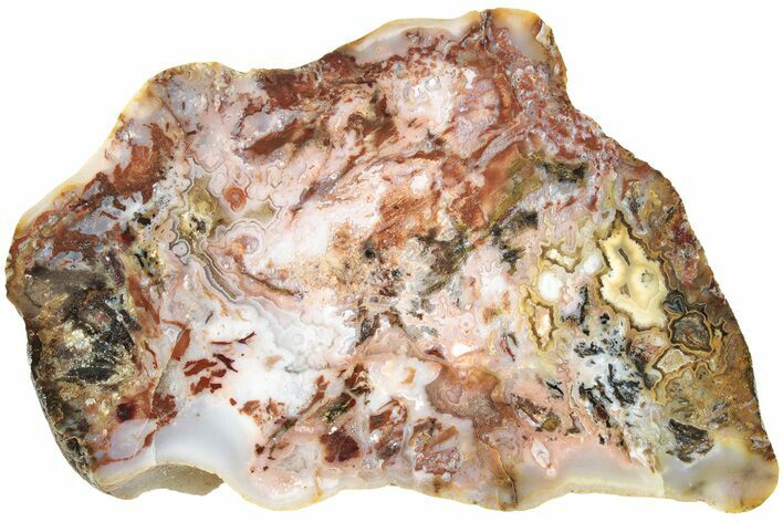 Colorful Petrified Wood Slab - Texas #236496